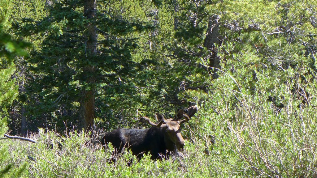 A bullwinkle moose we spied on our hike out.